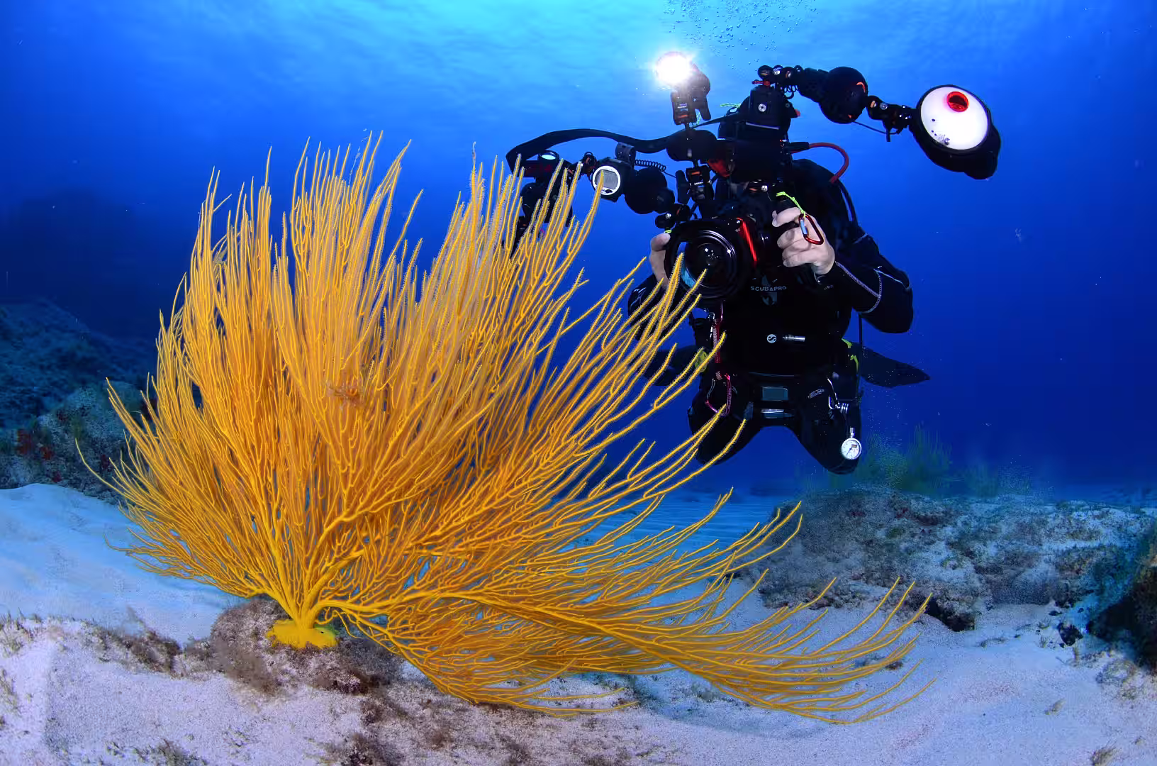 Scuba diver with camera gear observing a large yellow sea fan gorgonian in La Graciosa