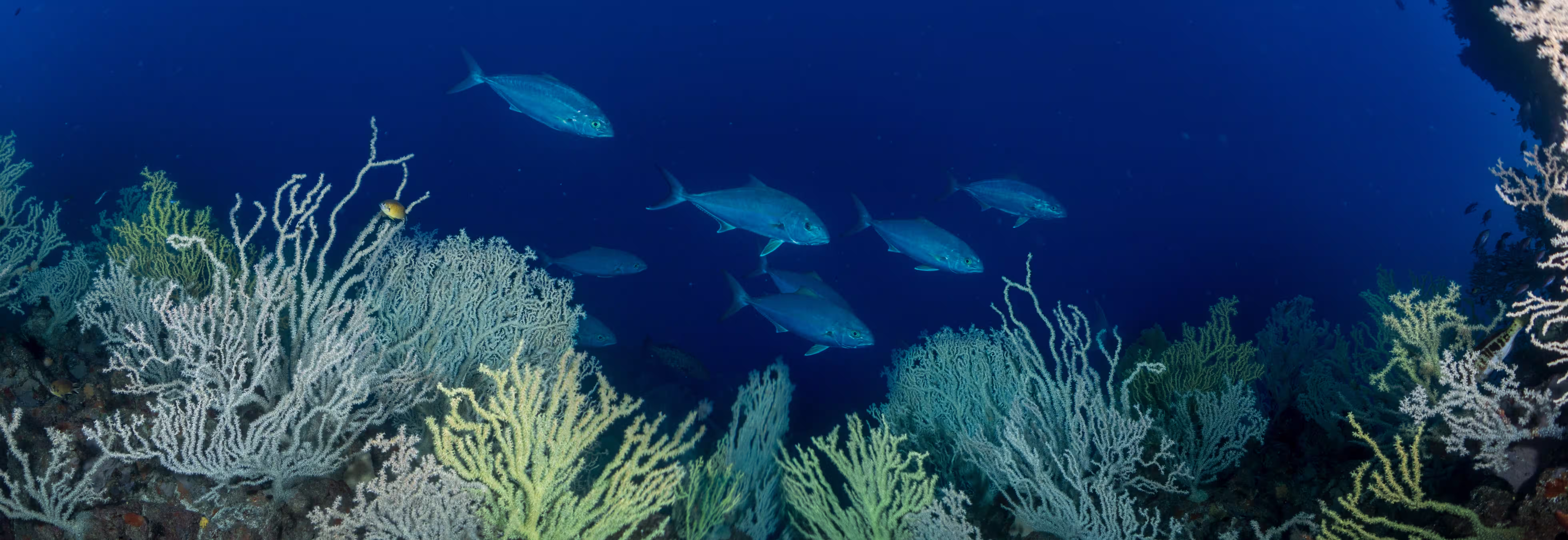 Scuba diving and marine life in La Graciosa